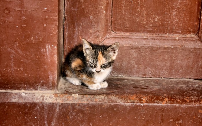 A calico kitten sleeping by a wooden door