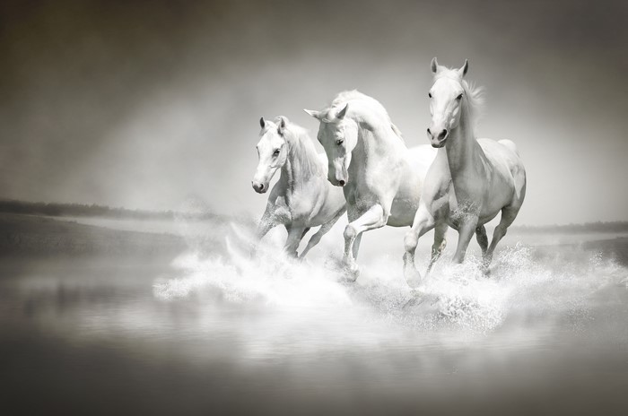 Three white horses running through water