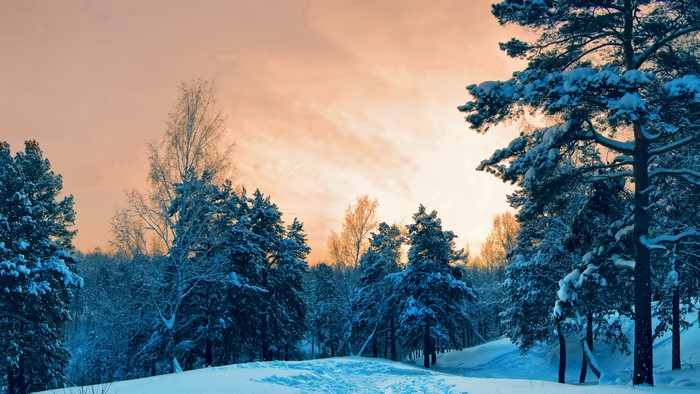 Winter forest with snow-covered trees at sunset