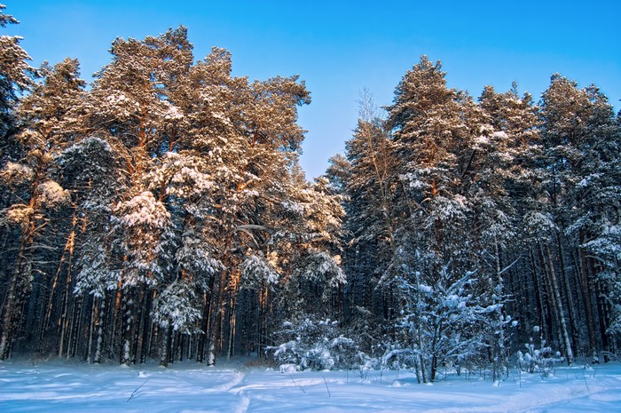 Snowy pine forest with clear blue sky