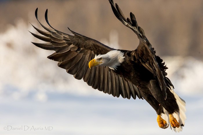 Bald Eagle in flight