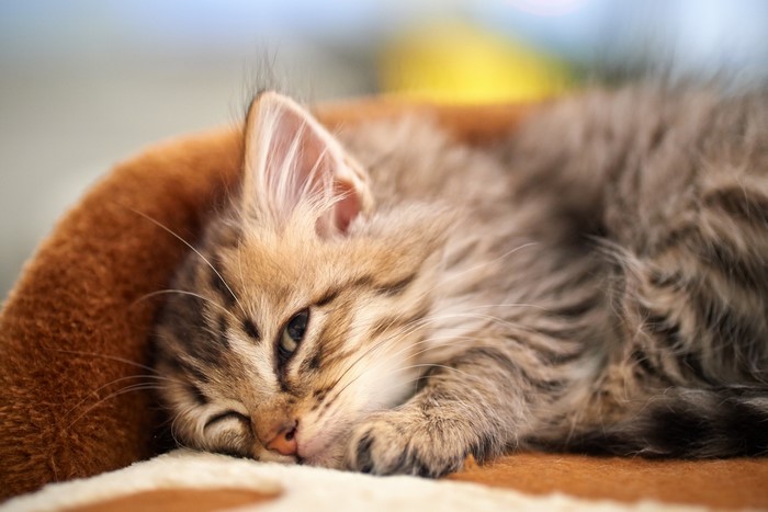 Kitten sleeping on a blanket