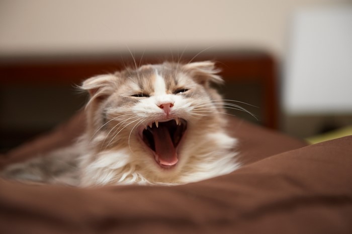 Fluffy cat yawning widely on a brown blanket