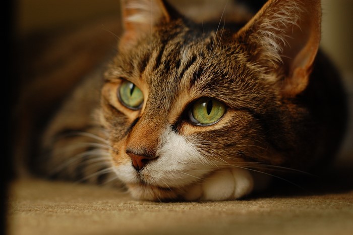 Close-up of a tabby cat's face