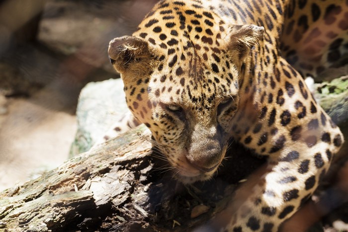 Leopard resting on a log