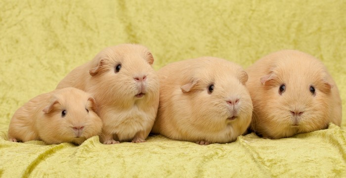 Four light brown guinea pigs on a yellow textured background