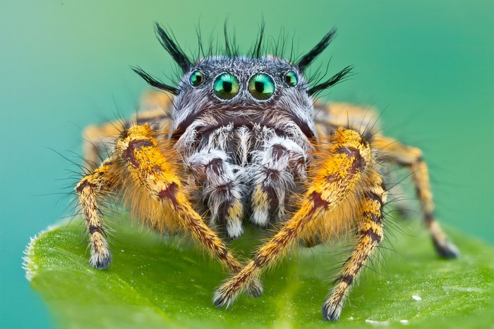Close-up of a jumping spider with green eyes