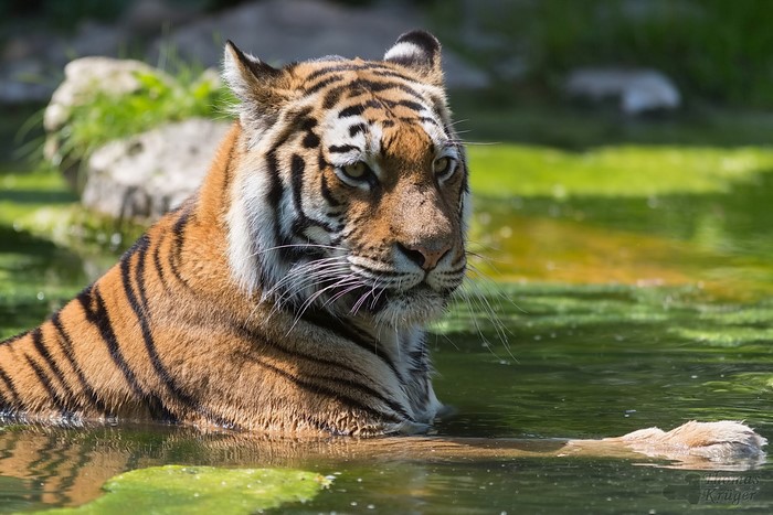 Tiger in water looking to the side