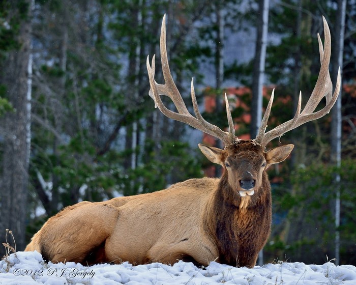 Bull Elk with large antlers lying in snow