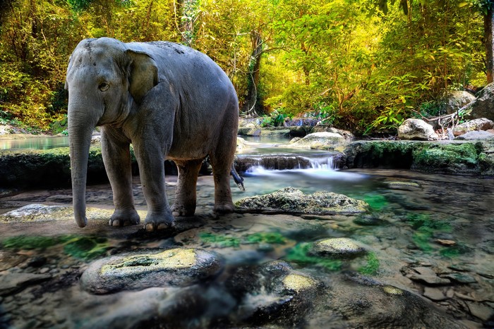 Elephant standing in a jungle river with waterfalls