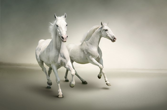 Two white horses running