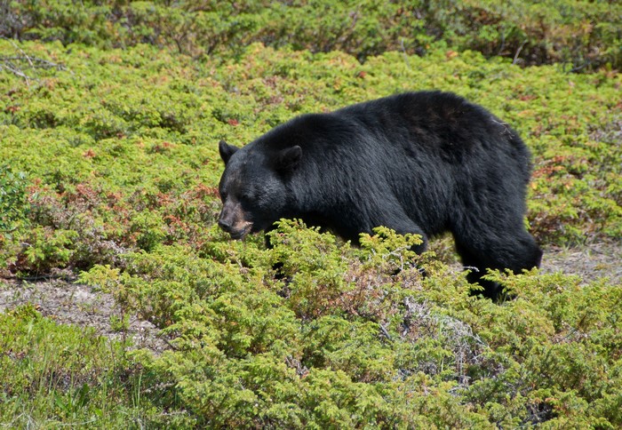 Black bear foraging in dense green undergrowth