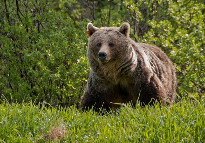 Brown bear with ear tag in green grass