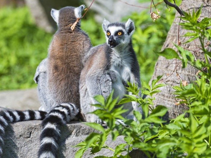 Two Ring-tailed Lemurs on a Rock