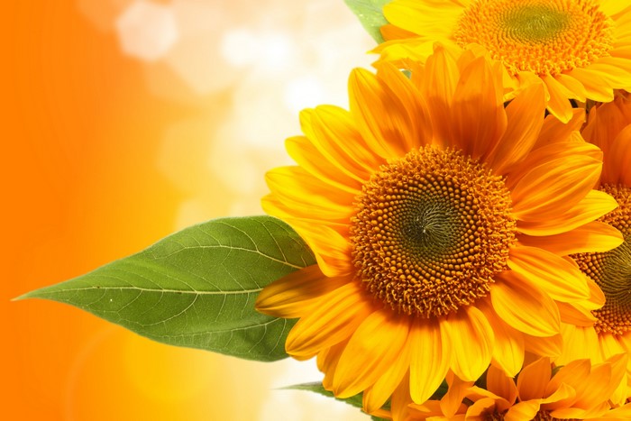 Sunflowers with orange background