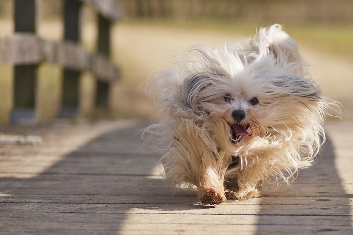 A fluffy white dog runs on a wooden bridge