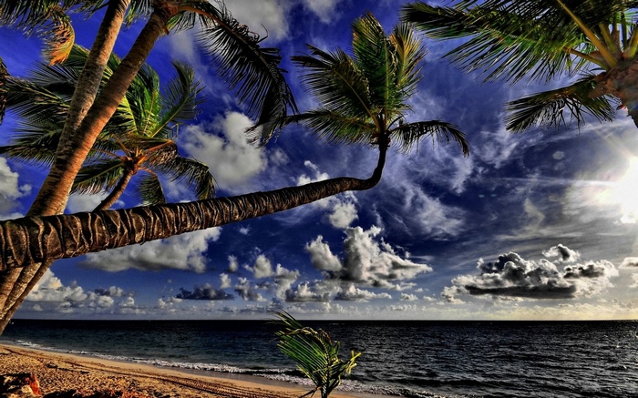 Palm trees over a beach and ocean