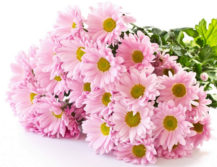 Pink Chrysanthemums with Green Leaves