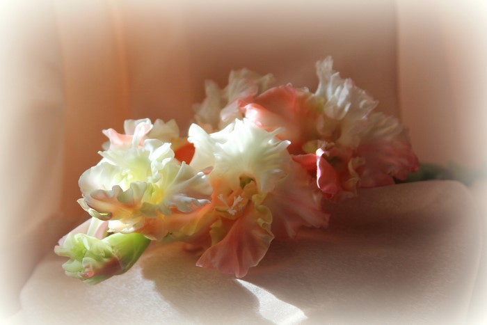 Pink and white gladioluses on a soft surface