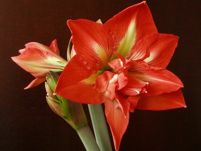Red Amaryllis flower with white and green accents