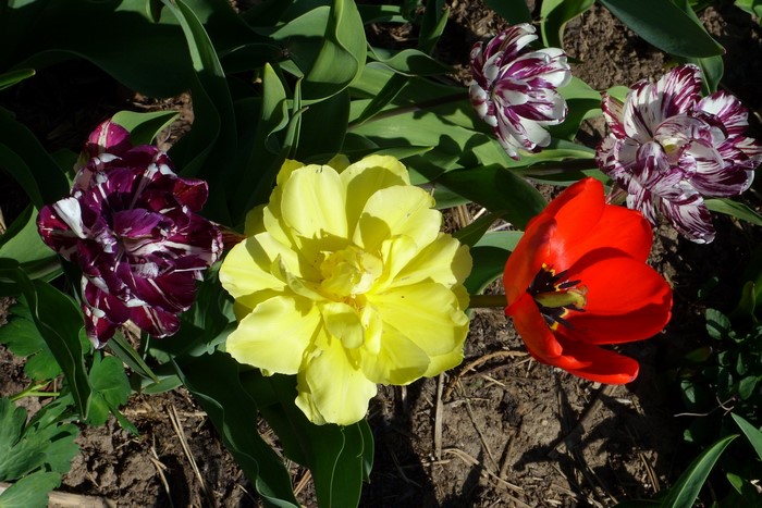 A collection of colorful tulips in bloom