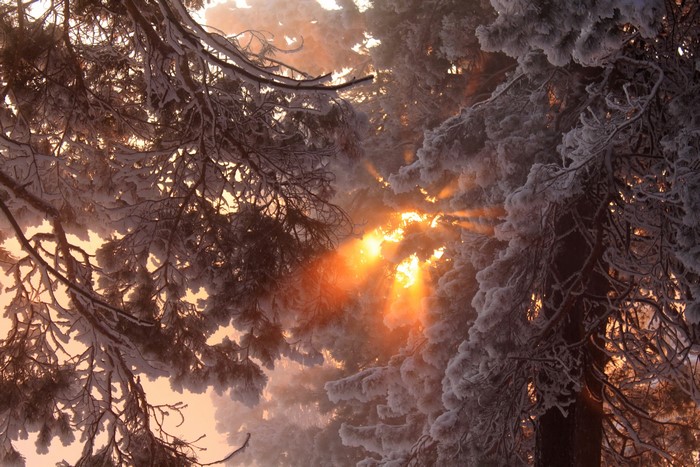 Winter sunbeams through snow-covered branches