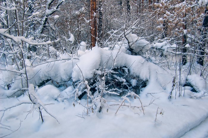 Snow covered branches in a winter forest