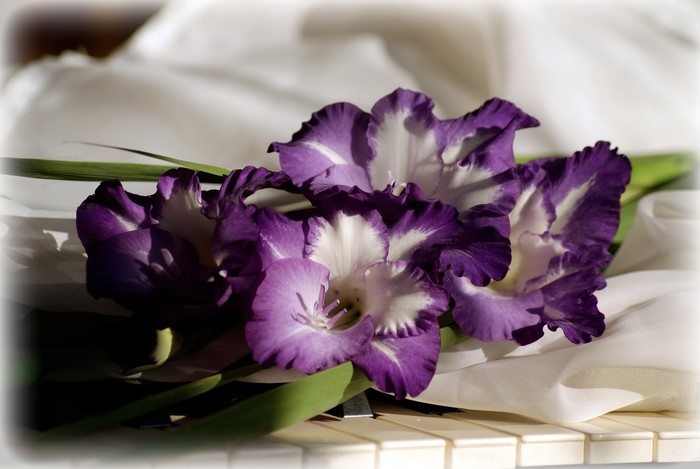 Purple and white gladiolus flowers on a piano