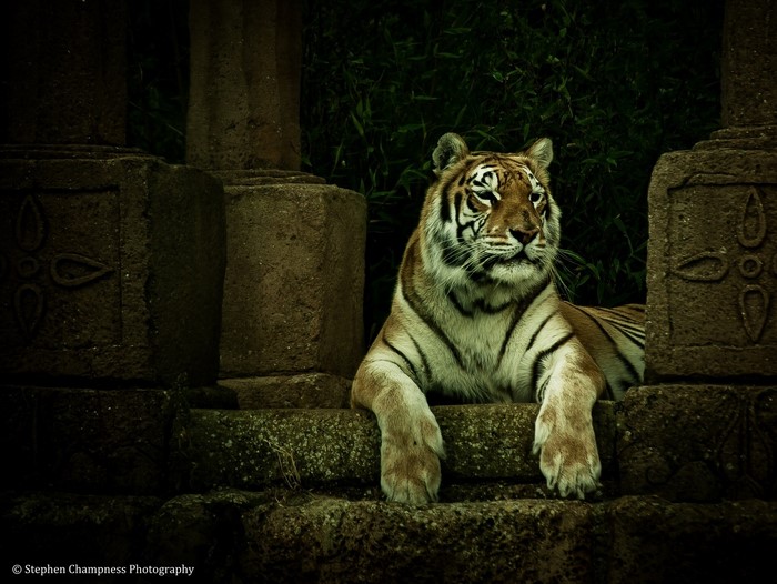 Tiger resting on stone ruins