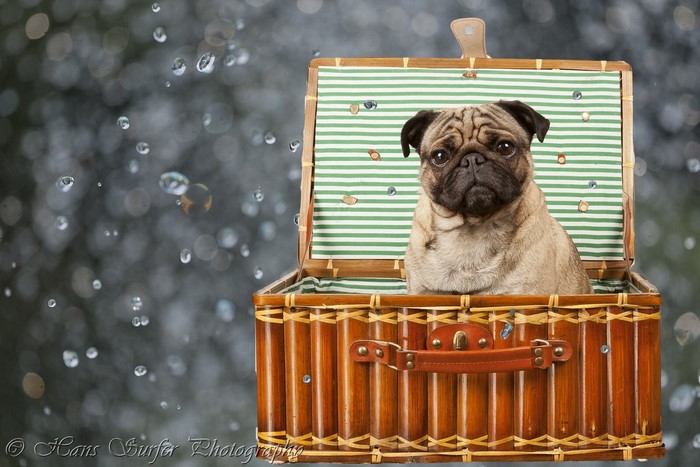 Pug sitting in a picnic basket with water drops