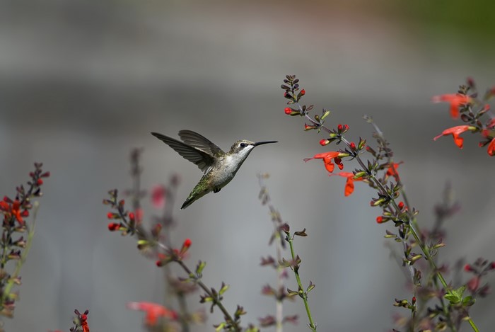 Hummingbird in flight near red flowers