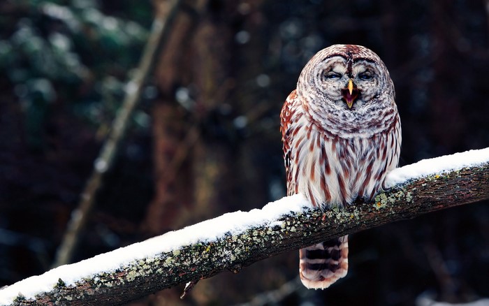 Barred owl perched on a snow-covered branch