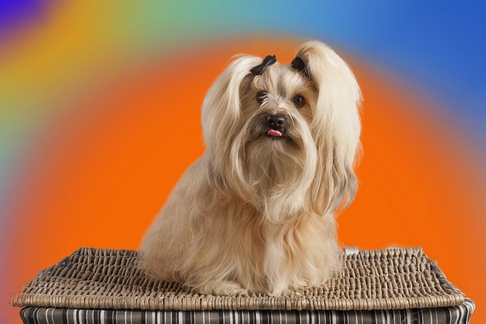 Fluffy Havanese Bichon dog with bows on head