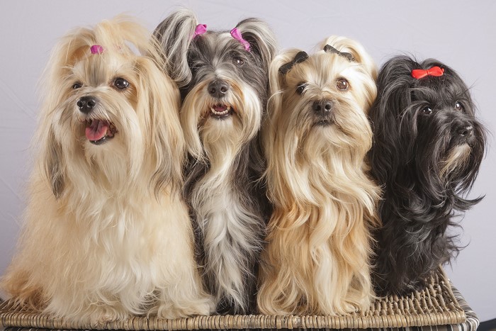 Four dogs with bows on a wicker surface