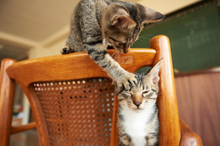 Two tabby kittens playing on a wooden chair