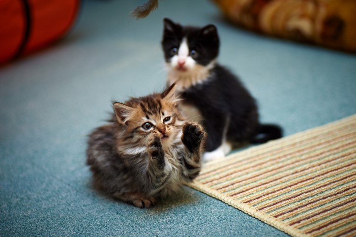 Two kittens playing with a toy