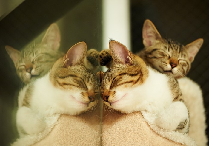 Two cats sleeping and reflected in a mirror