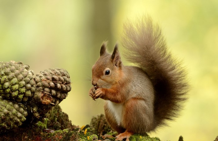Red squirrel eating on a mossy log