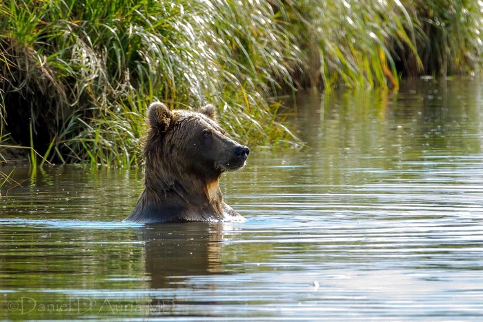 Brown bear swimming in a river with tall grass