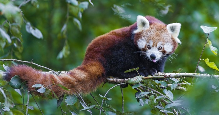 Red panda perched on a tree branch