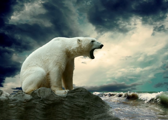 Polar bear roaring on rocks with stormy sea and clouds