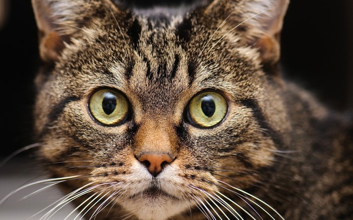 Close-up of a tabby cat's face