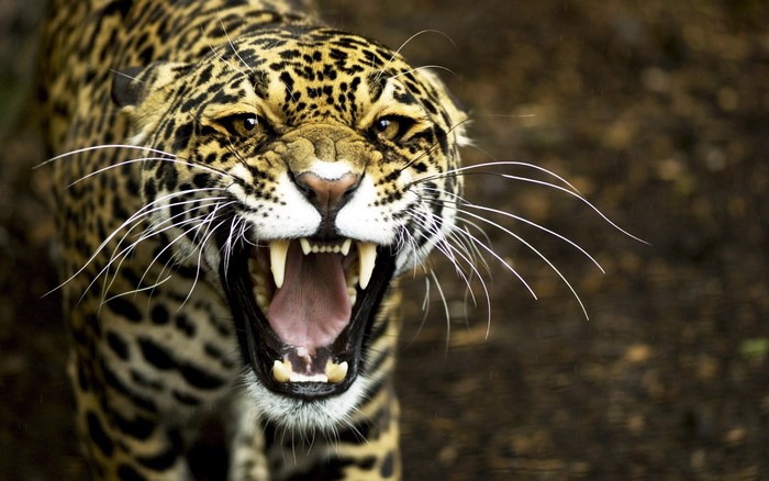 Jaguar with mouth open showing teeth