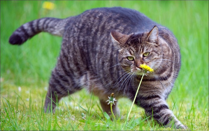 Tabby cat smelling a dandelion in grass