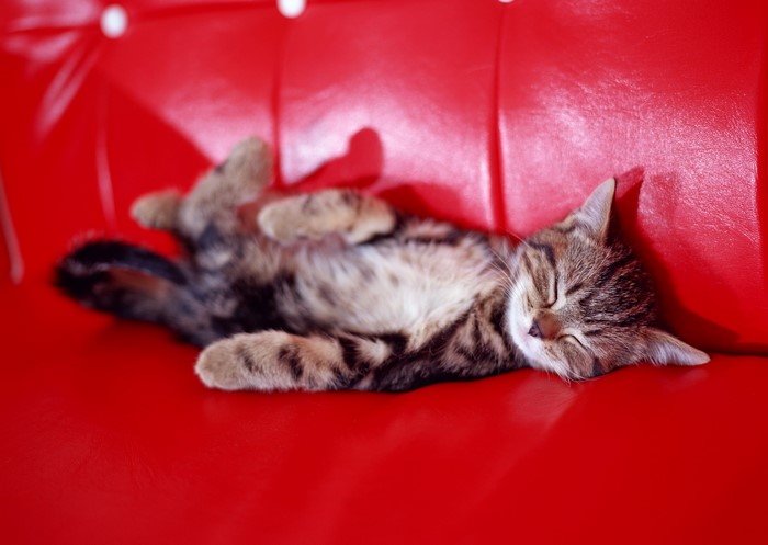 Tabby kitten sleeping on a red couch
