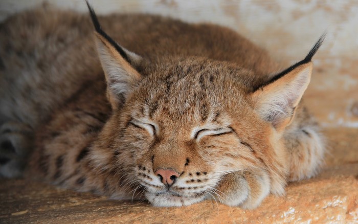 Lynx sleeping on a wooden surface