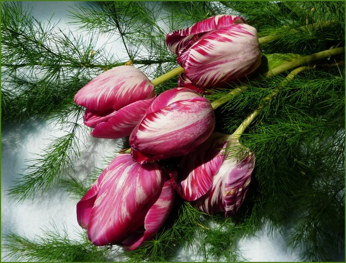 Variegated Tulips with Greenery