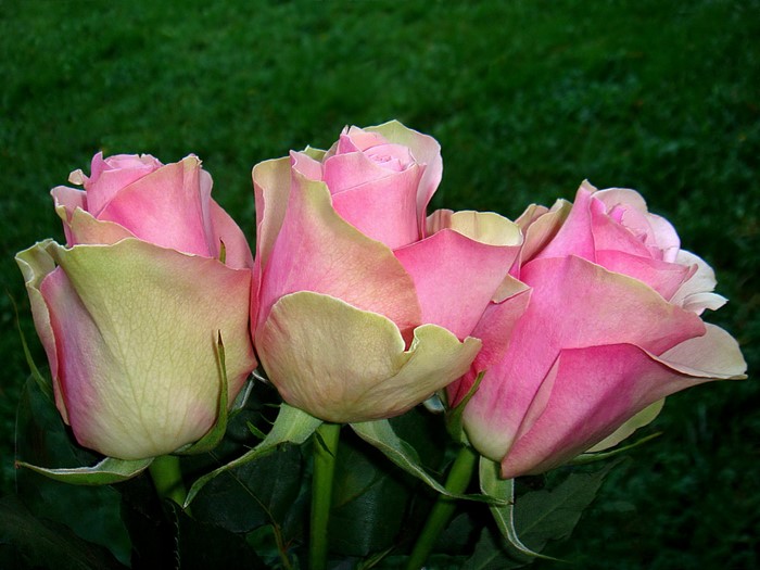 Pink roses with green edges on a dark green background