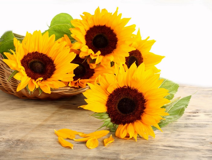 Sunflowers in a basket