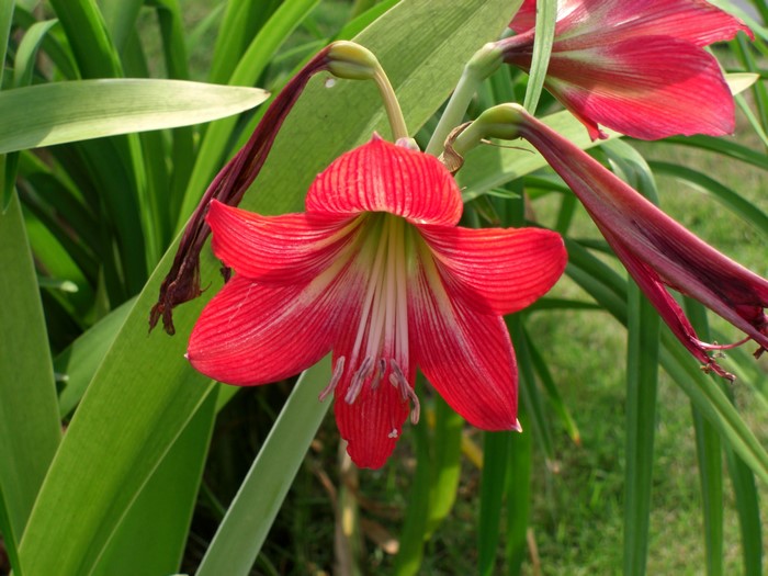 Red Amaryllis flowers with green leaves
